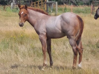 Asteroid Topsail JW <BR> AQHA 6376500